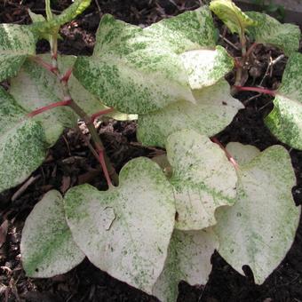 Fallopia japonica 'Variegata'