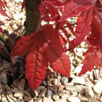 Acer palmatum