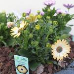 Osteospermum 'SUNNY Amanda' - Kaapse margriet - Spaanse margriet - satijnbloem