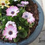 Osteospermum DALINA 'Felicia' - Kaapse margriet - Spaanse margriet - satijnbloem