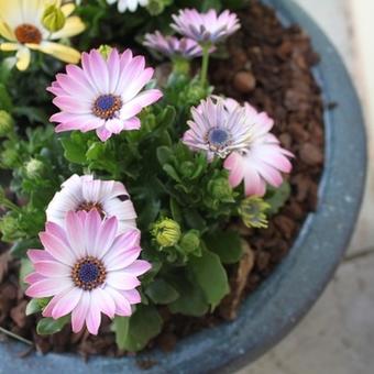 Osteospermum DALINA 'Felicia'