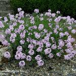 Aethionema armenum 'Warley Rose' - Steenkers