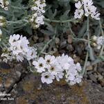 Achillea clavennae - Duizendblad