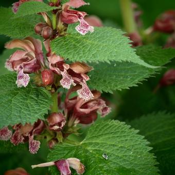 Lamium orvala