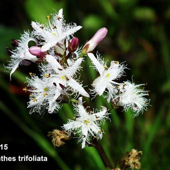 Menyanthes trifoliata