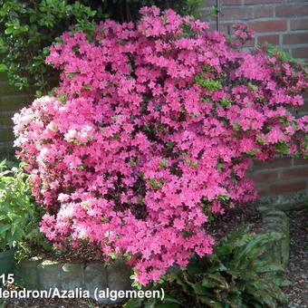 Rhododendron/Azalea