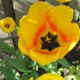 Tulipa 'Blushing Apeldoorn'