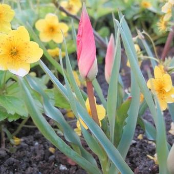 Tulipa linifolia