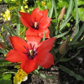 Tulipa linifolia