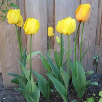 Tulipa Triumph