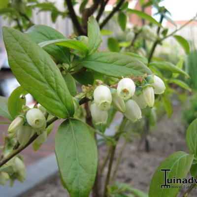 Vaccinium corymbosum 'Goldtraube 23' - Blauwe bes