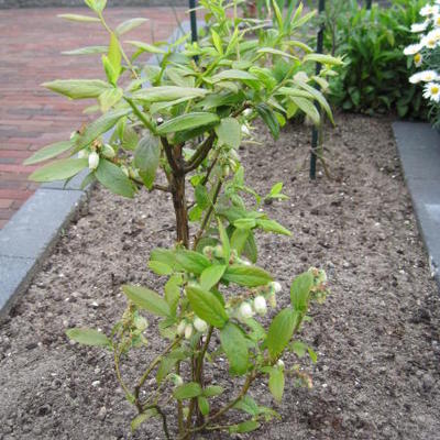 Blauwe bes - Vaccinium corymbosum 'Goldtraube 23'