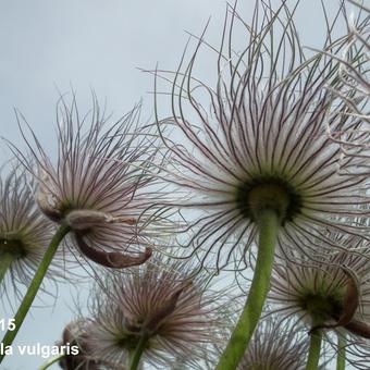 Pulsatilla vulgaris