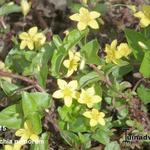 Lysimachia nemorum - Boswederik