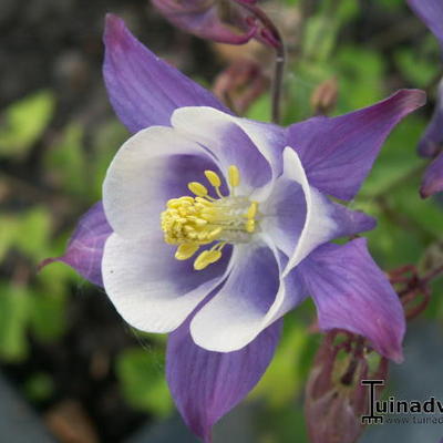 Akelei, alpenakelei - Aquilegia 'Biedermeier'