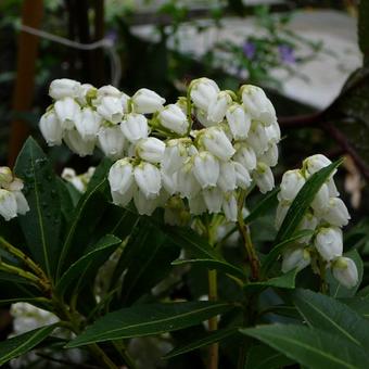 Pieris japonica 'Prelude'