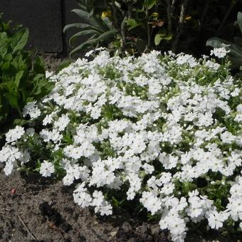 Phlox subulata 'Maischnee'