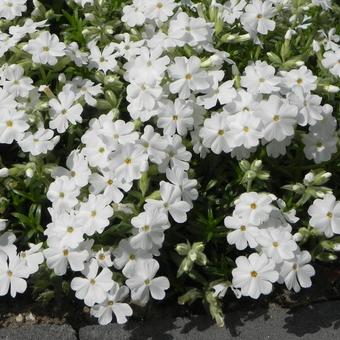 Phlox subulata 'Maischnee'