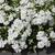 Phlox subulata 'Maischnee'