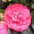 Camellia japonica