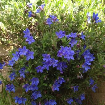 Lithodora diffusa 'Heavenly Blue'