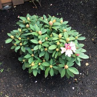 Rhododendron yakushimanum 'Dreamland'