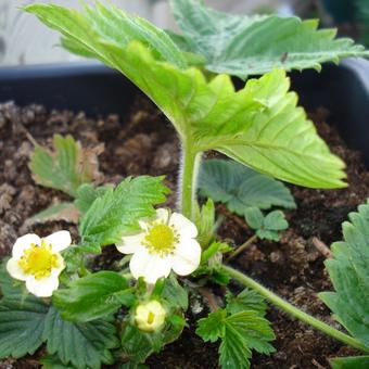 Fragaria vesca 'Alpine Yellow'