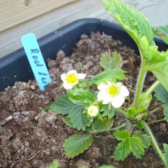 Fragaria vesca 'Rödluvan'