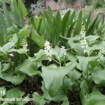 Maianthemum bifolium