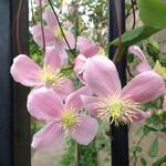 Clematis montana 'Tetrarose' - Bosrank