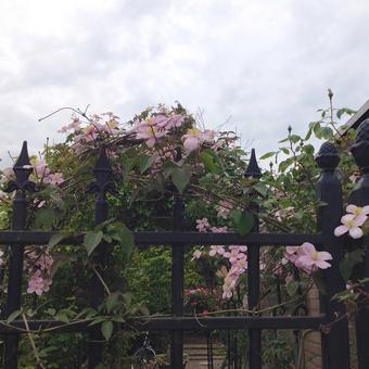 Clematis montana 'Tetrarose'