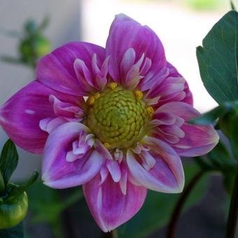 Dahlia 'Hartenaas'