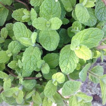 Mentha suaveolens