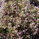 Andromeda polifolia 'Blue Ice' - Rotsheide, Lavendelheide