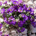 Aubrieta 'Elsa Lancaster' - Randjesbloem