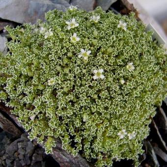 Arenaria alfacarensis