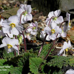 Ramonda myconi 'Alba' - Pyrenees viooltje