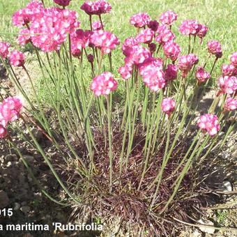 Armeria maritima 'Rubrifolia'