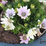 Osteospermum 'Softly Pink' - Kaapse margriet - Spaanse margriet - satijnbloem