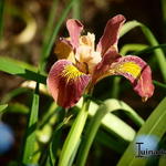 Iris 'Broadleigh Sybil' - Baardiris, zwaardiris