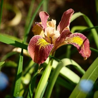 Iris 'Broadleigh Sybil'