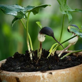 Arisarum proboscideum