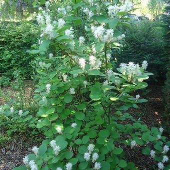 Fothergilla major