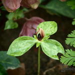 Trillium recurvatum - Drieblad/Boslelie