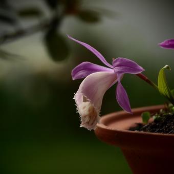 Pleione formosana