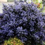 Ceanothus  impressus 'Puget Blue' - Amerikaanse sering