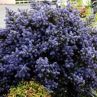 Ceanothus  impressus 'Puget Blue'