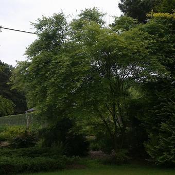 Acer palmatum 'Viridis'