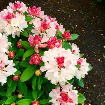 Rhododendron yakushimanum 'Dreamland'