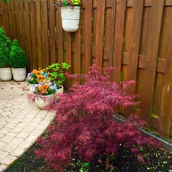 Acer palmatum 'Garnet'